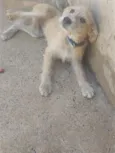 Bob