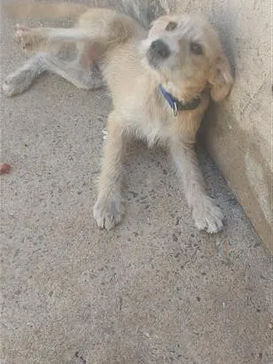 Cachorro raça SRD-ViraLata idade 2 a 6 meses nome Bob