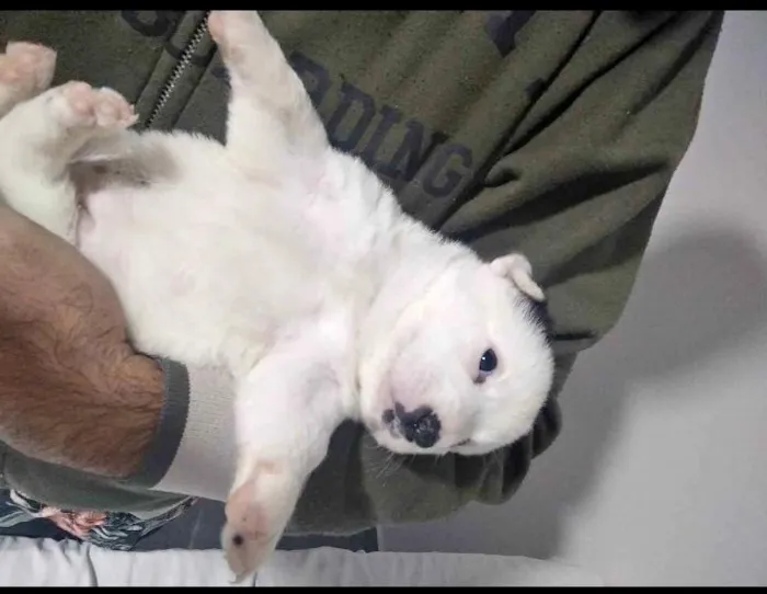 Cachorro raça SRD-ViraLata idade 2 a 6 meses nome Aurora