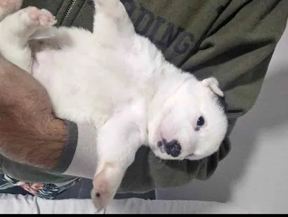 Cachorro raça SRD-ViraLata idade 2 a 6 meses nome Aurora