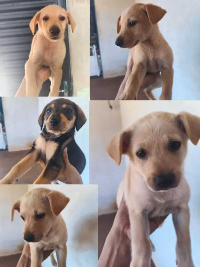 Cachorro raça Labrador idade Abaixo de 2 meses nome não tem nome 