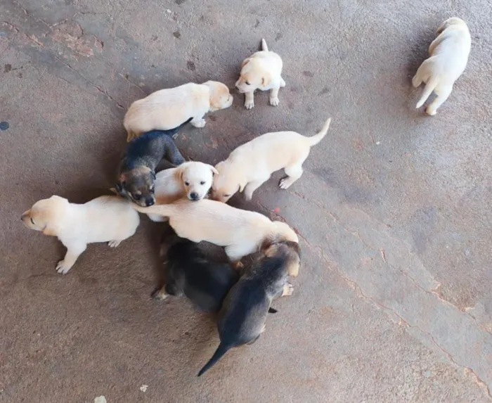 Cachorro raça Labrador idade Abaixo de 2 meses nome não tem nome 