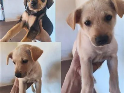 Cachorro raça Labrador idade Abaixo de 2 meses nome não tem nome 