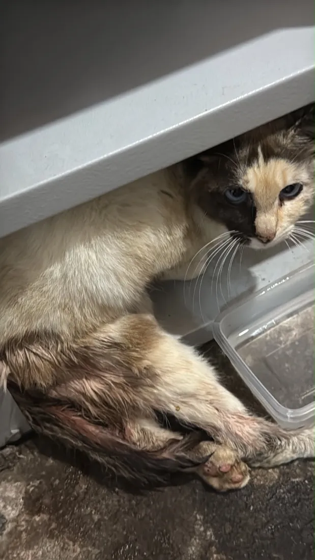 Gato raça SRD-ViraLata idade 6 ou mais anos nome Melissa 