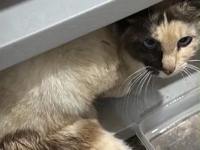 Gato raça SRD-ViraLata idade 6 ou mais anos nome Melissa 
