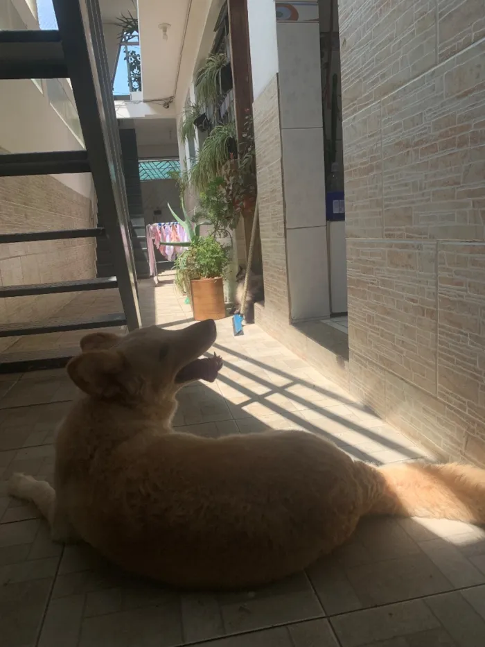 Cachorro raça SRD-ViraLata idade 4 anos nome Mari