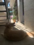 Mari