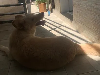 Cachorro raça SRD-ViraLata idade 4 anos nome Mari