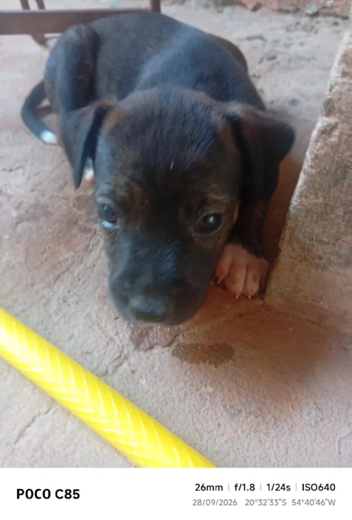 Cachorro raça SRD-ViraLata idade 2 a 6 meses nome Pretinha
