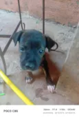 Pretinha