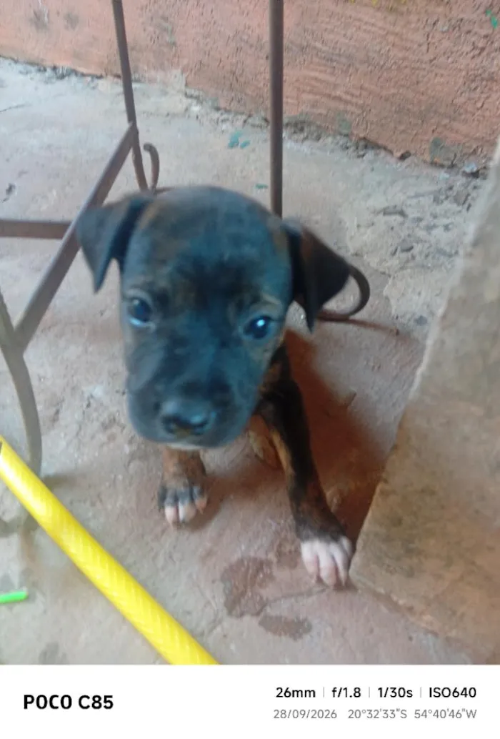Cachorro raça SRD-ViraLata idade 2 a 6 meses nome Pretinha