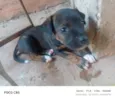 Pretinha