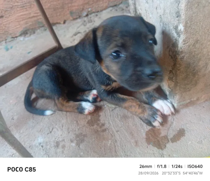 Cachorro raça SRD-ViraLata idade 2 a 6 meses nome Pretinha