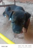 Pretinha