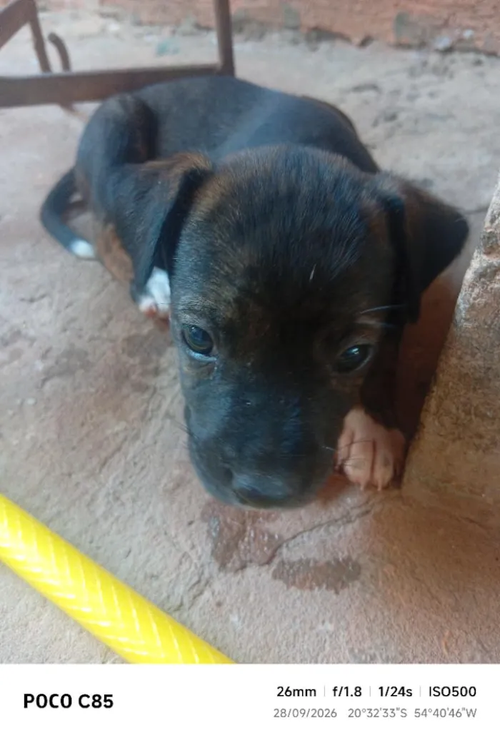Cachorro raça SRD-ViraLata idade 2 a 6 meses nome Pretinha