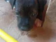 Pretinha