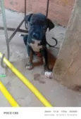Pretinha