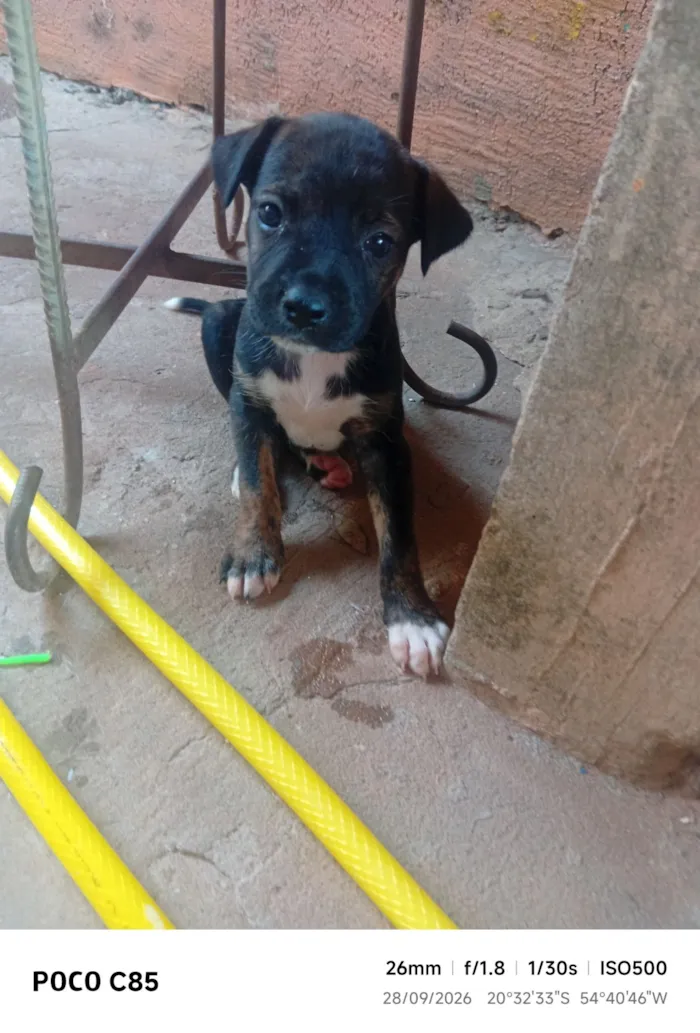 Cachorro raça SRD-ViraLata idade 2 a 6 meses nome Pretinha