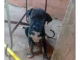 Pretinha