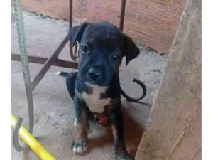 Cachorro raça SRD-ViraLata idade 2 a 6 meses nome Pretinha