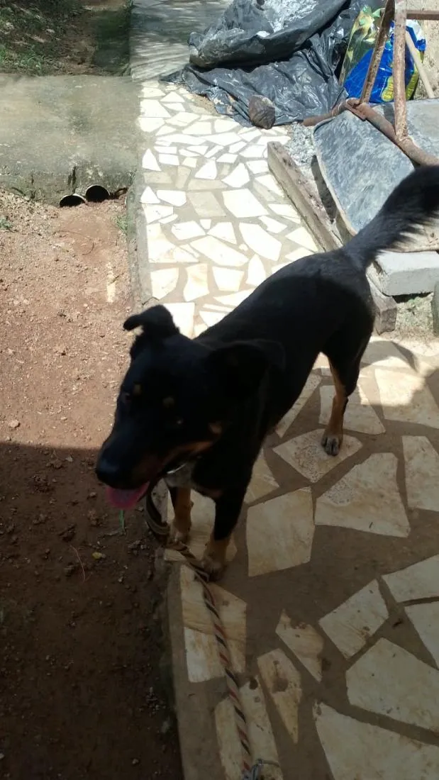 Cachorro raça SRD-ViraLata idade 1 ano nome max
