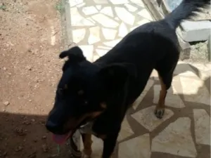 Cachorro raça SRD-ViraLata idade 1 ano nome max
