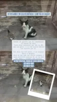 josefino