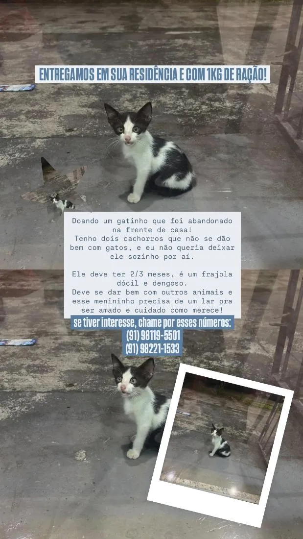 Gato raça SRD-ViraLata idade 2 a 6 meses nome josefino