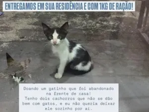Gato raça SRD-ViraLata idade 2 a 6 meses nome josefino