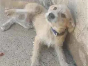 Cachorro raça SRD-ViraLata idade 2 a 6 meses nome Bob