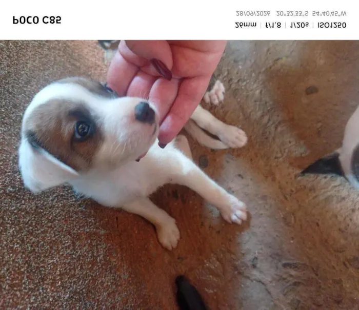 Cachorro raça SRD-ViraLata idade 2 a 6 meses nome Princesa 