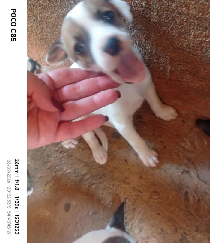 Cachorro raça SRD-ViraLata idade 2 a 6 meses nome Princesa 