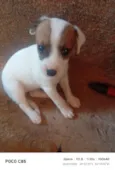 Princesa 