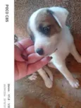 Princesa 