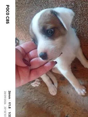 Cachorro raça SRD-ViraLata idade 2 a 6 meses nome Princesa 