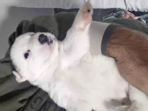 Cachorro raça SRD-ViraLata idade 2 a 6 meses nome Aurora