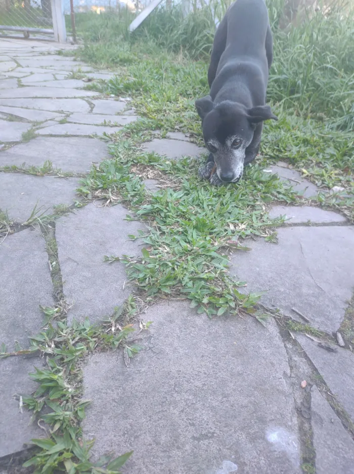 Cachorro raça SRD-ViraLata idade 5 anos nome Kevin 
