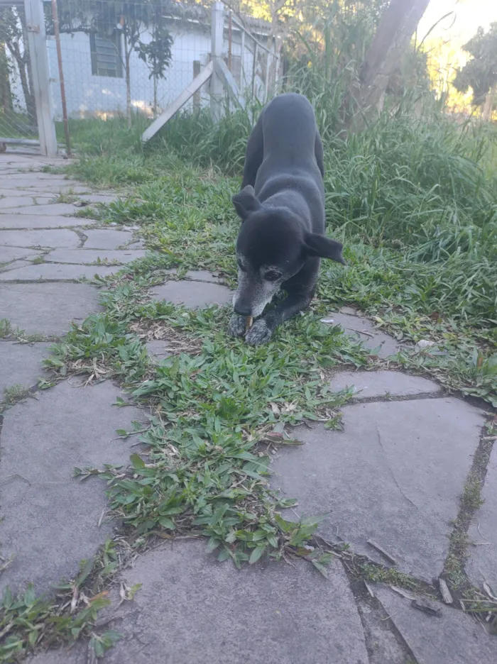 Cachorro raça SRD-ViraLata idade 5 anos nome Kevin 