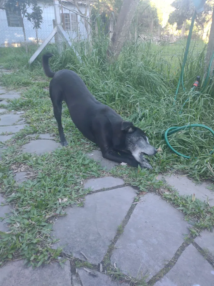 Cachorro raça SRD-ViraLata idade 5 anos nome Kevin 