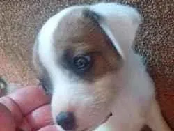 Cachorro raça SRD-ViraLata idade 2 a 6 meses nome Princesa 