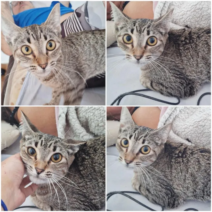 Gato raça SRD-ViraLata idade 2 anos nome Diana