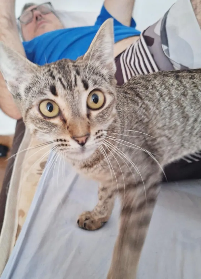 Gato raça SRD-ViraLata idade 2 anos nome Diana