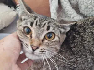 Gato raça SRD-ViraLata idade 2 anos nome Diana