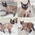 Maya