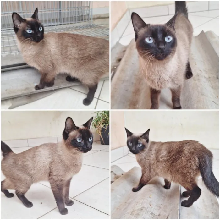 Gato raça Siamês idade 2 anos nome Maya