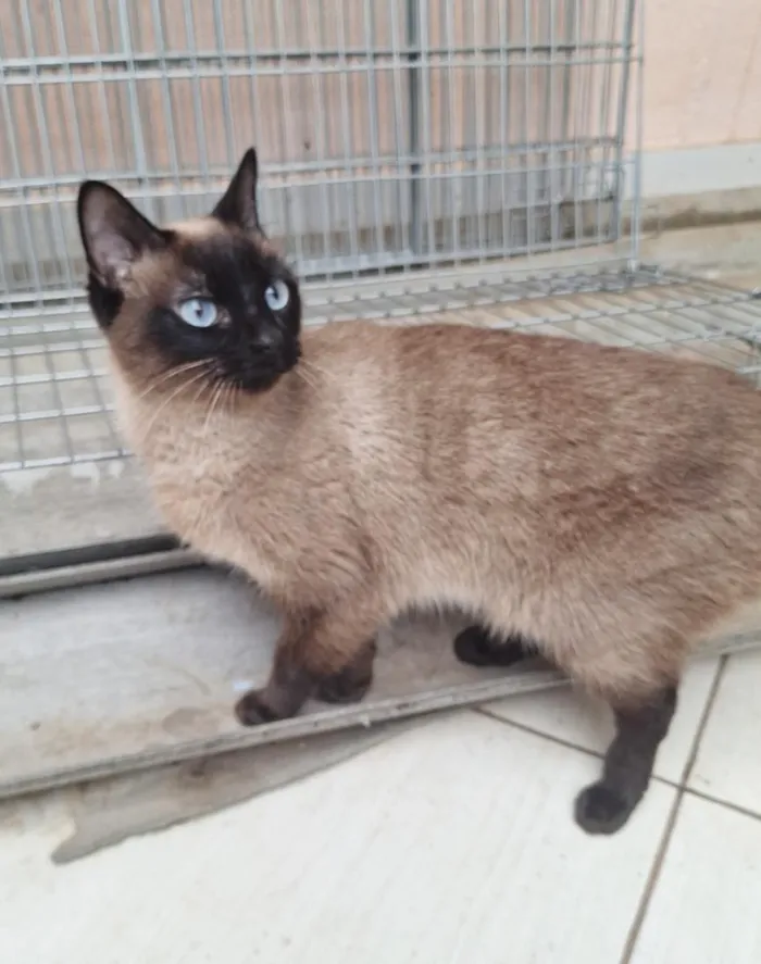 Gato raça Siamês idade 2 anos nome Maya