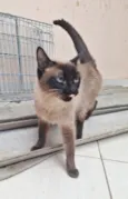 Maya