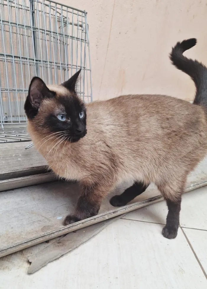 Gato raça Siamês idade 2 anos nome Maya