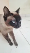 Maya