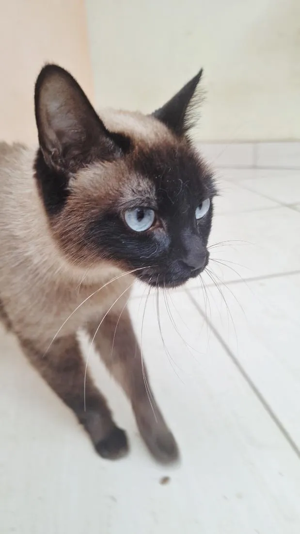 Gato raça Siamês idade 2 anos nome Maya